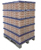 Egg transport plastic pallet